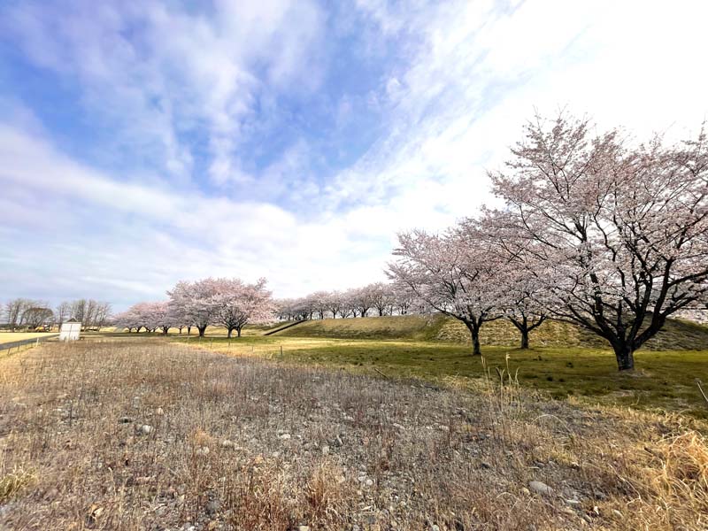 第2管理地周辺の満開の桜